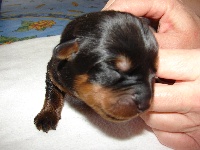 CHIOT(DANKE)