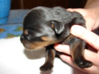 CHIOT(DUBBLE)