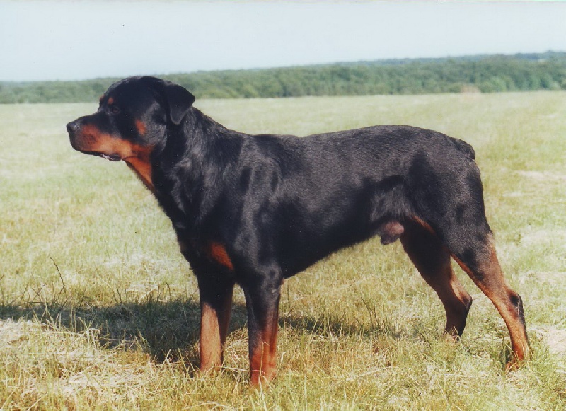 Phebus de la vallée des trois rivières